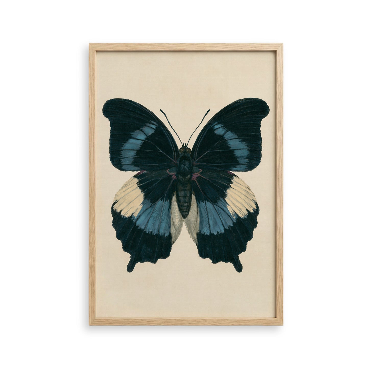 The image is a framed print of a detailed and colorful butterfly with black, blue, and white wings.