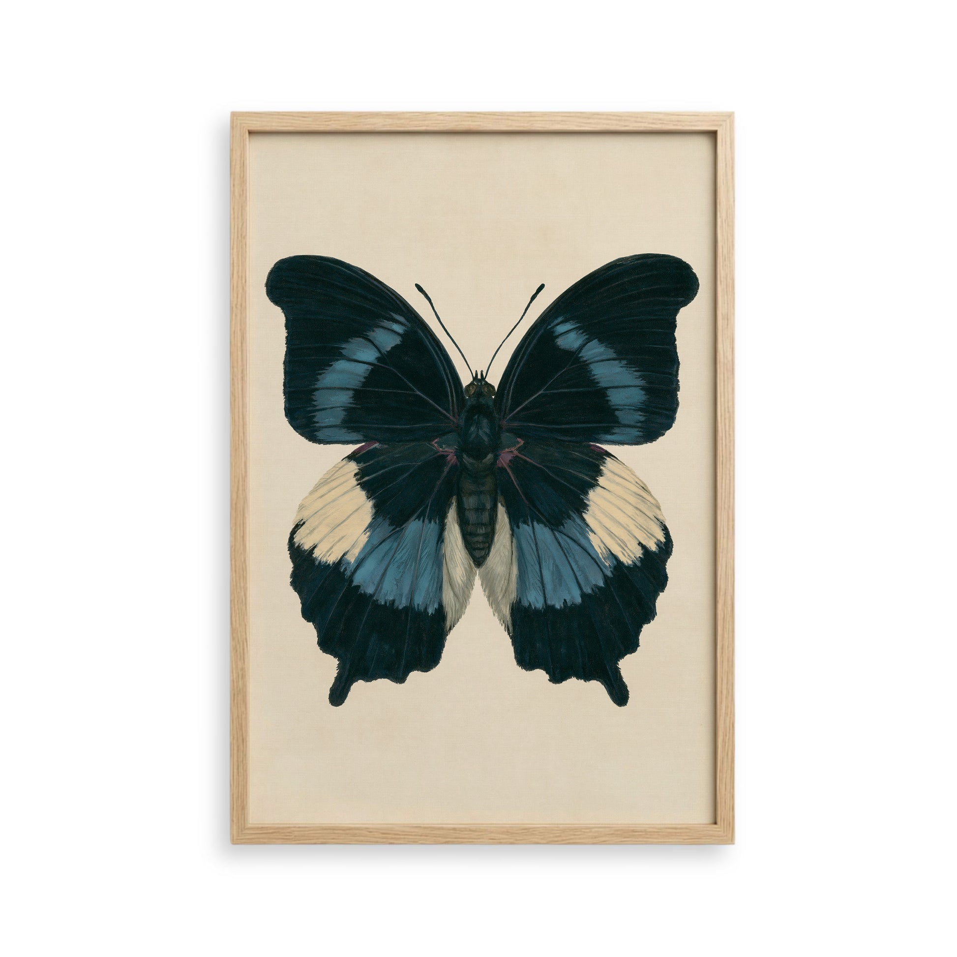The image is a framed print of a detailed and colorful butterfly with black, blue, and white wings.