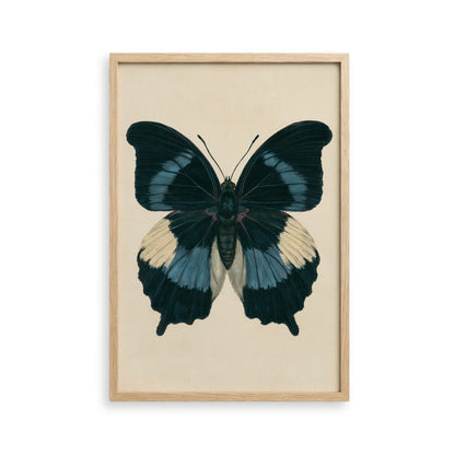 The image is a framed print of a detailed and colorful butterfly with black, blue, and white wings.
