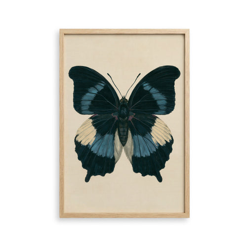 The image is a framed print of a detailed and colorful butterfly with black, blue, and white wings.