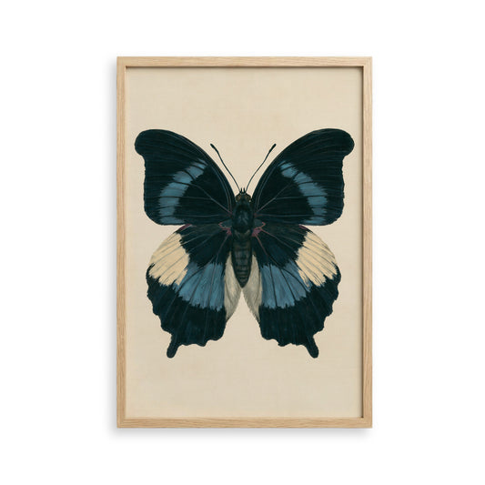 The image is a framed print of a detailed and colorful butterfly with black, blue, and white wings.