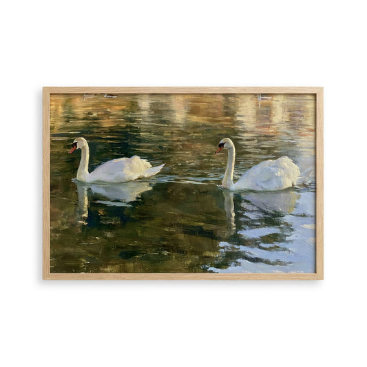 Two elegant white swans gracefully floating on a serene body of water, their reflections shimmering in the calm surface.