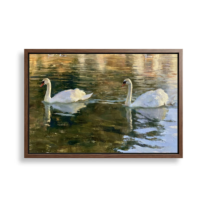 Two elegant white swans gracefully floating on a serene body of water, their reflections shimmering on the surface.
