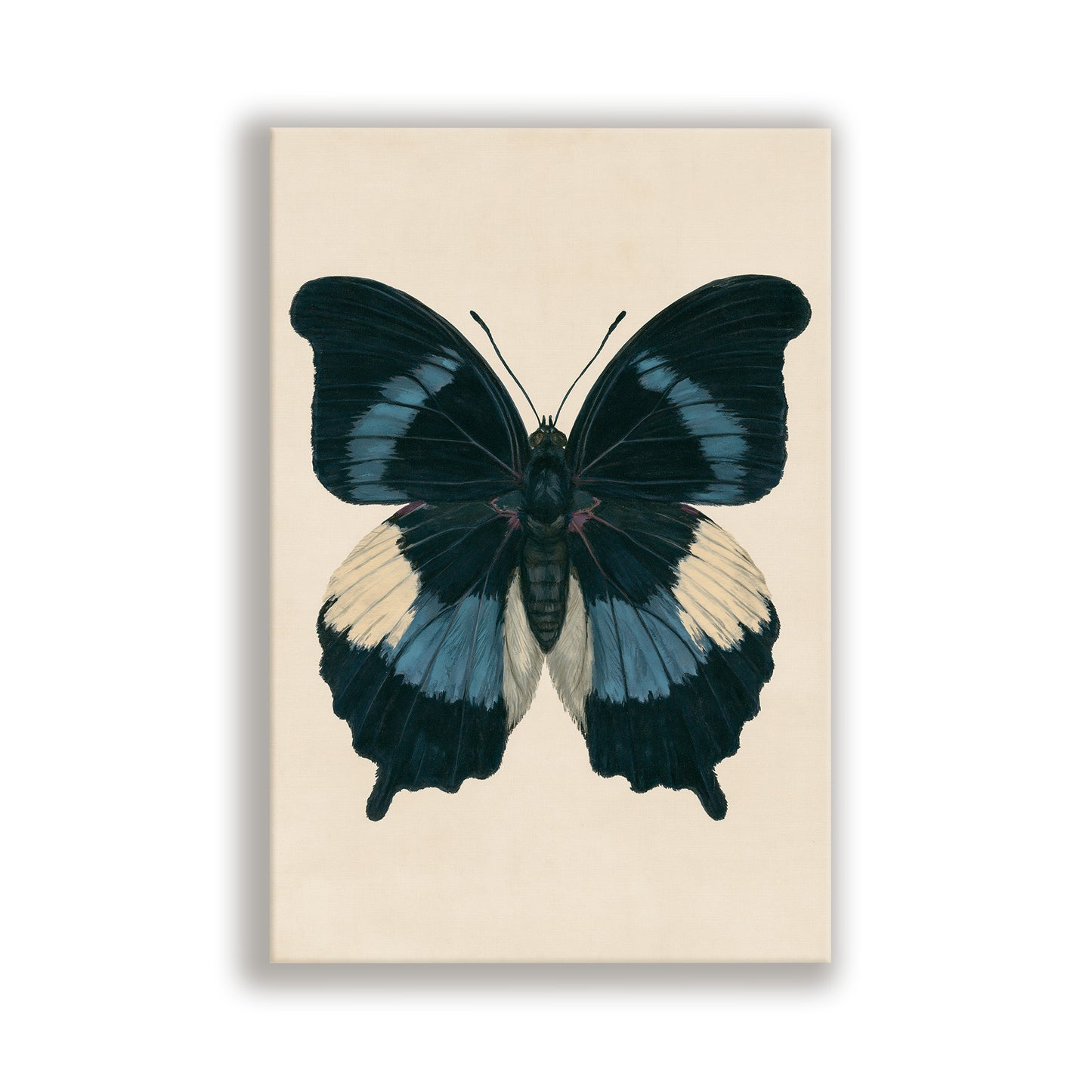 A detailed illustration of a butterfly with black, blue, and white wings spread out.