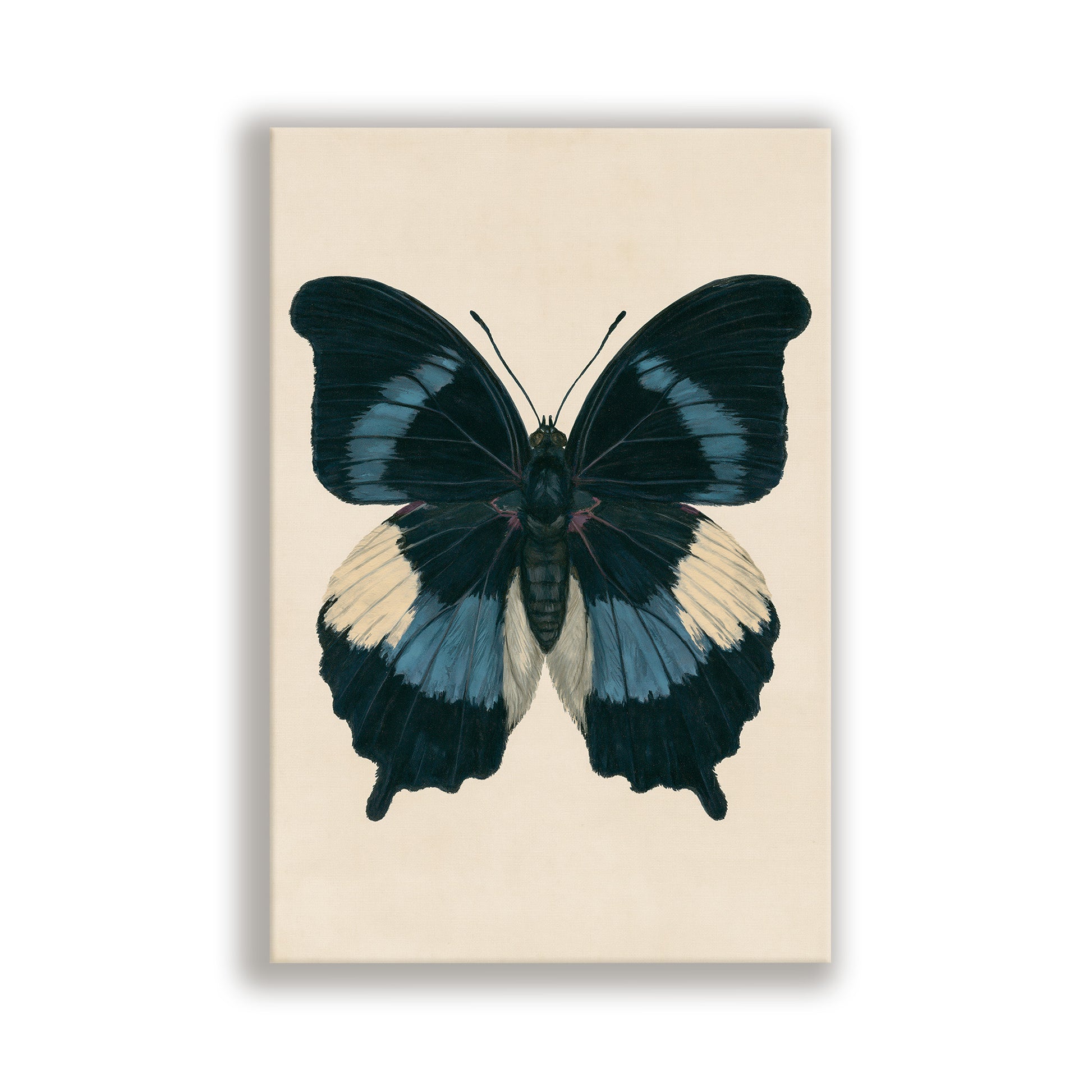 A detailed illustration of a butterfly with black, blue, and white wings spread out.
