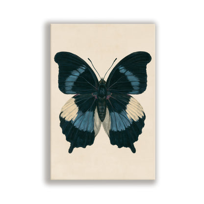 A detailed illustration of a butterfly with black, blue, and white wings spread out.
