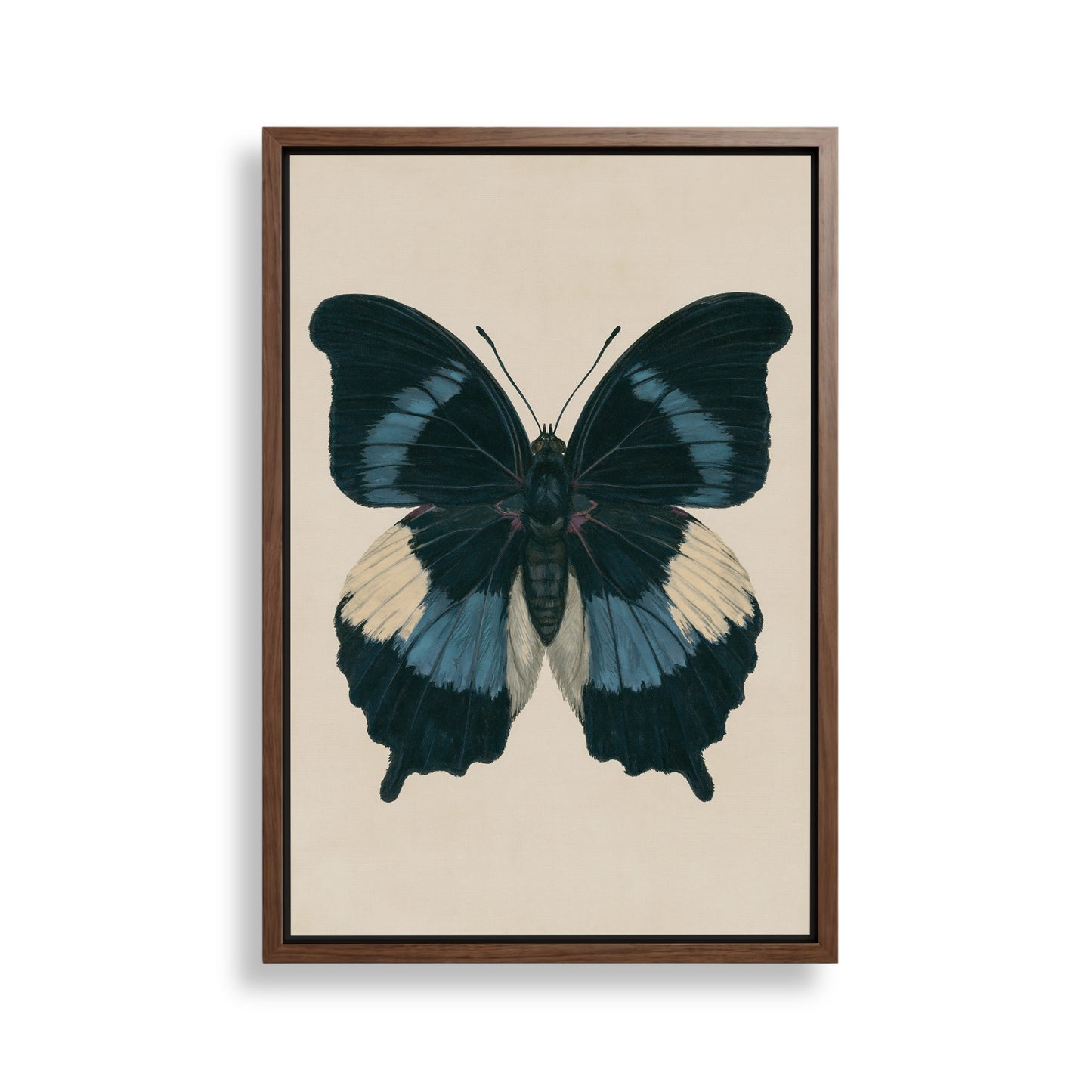 The image is a framed print of a detailed illustration of a butterfly with blue and white wings.