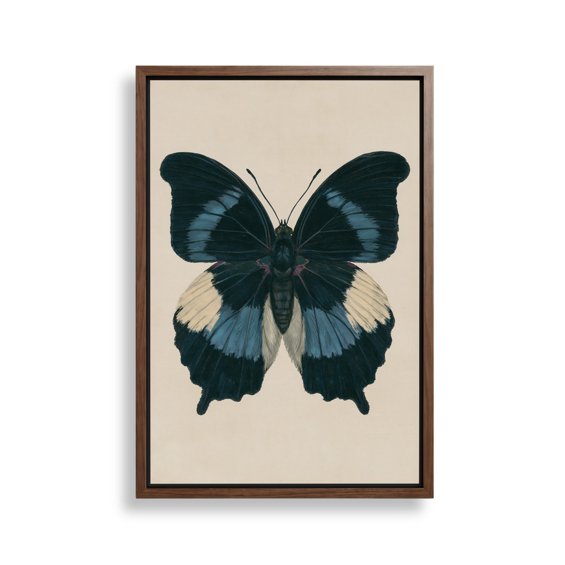 The image is a framed print of a detailed illustration of a butterfly with blue and white wings.
