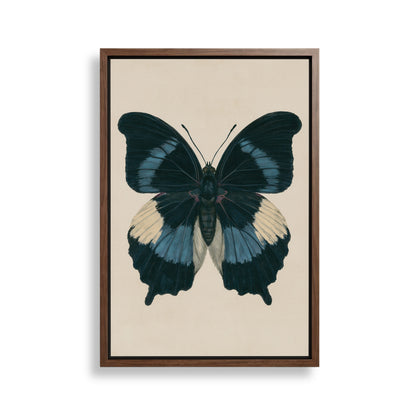 The image is a framed print of a detailed illustration of a butterfly with blue and white wings.