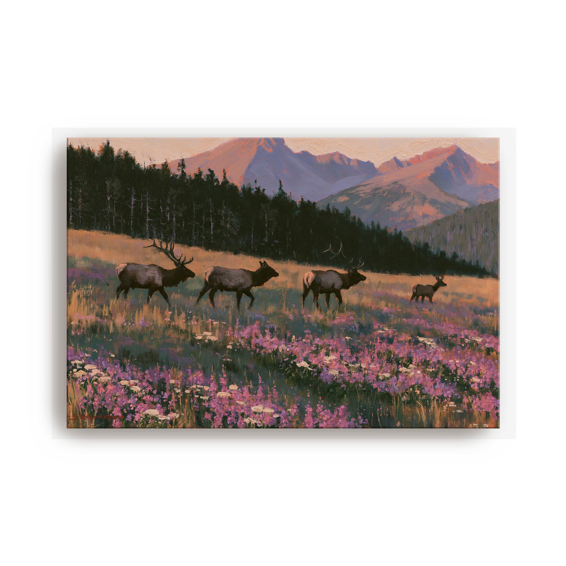 A group of elk walking through a field of purple wildflowers, with mountains in the background.