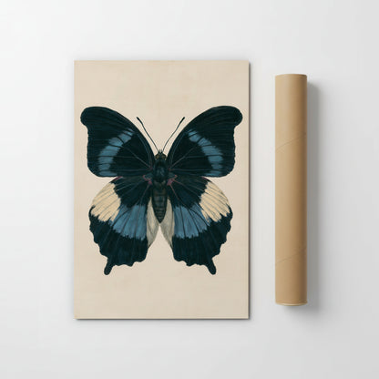a detailed illustration of a blue and white butterfly on a beige background.
