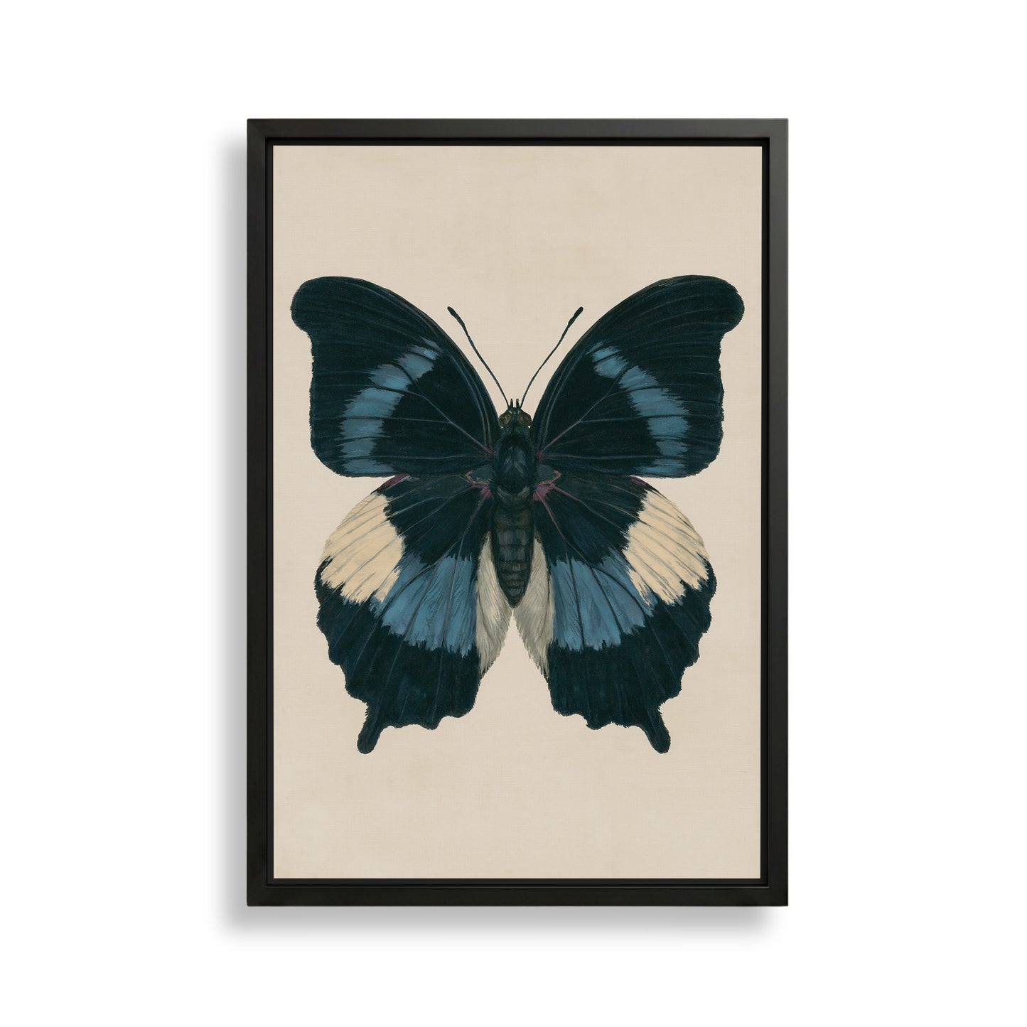 The image is a framed print of a detailed and colorful butterfly with blue and white wings.
