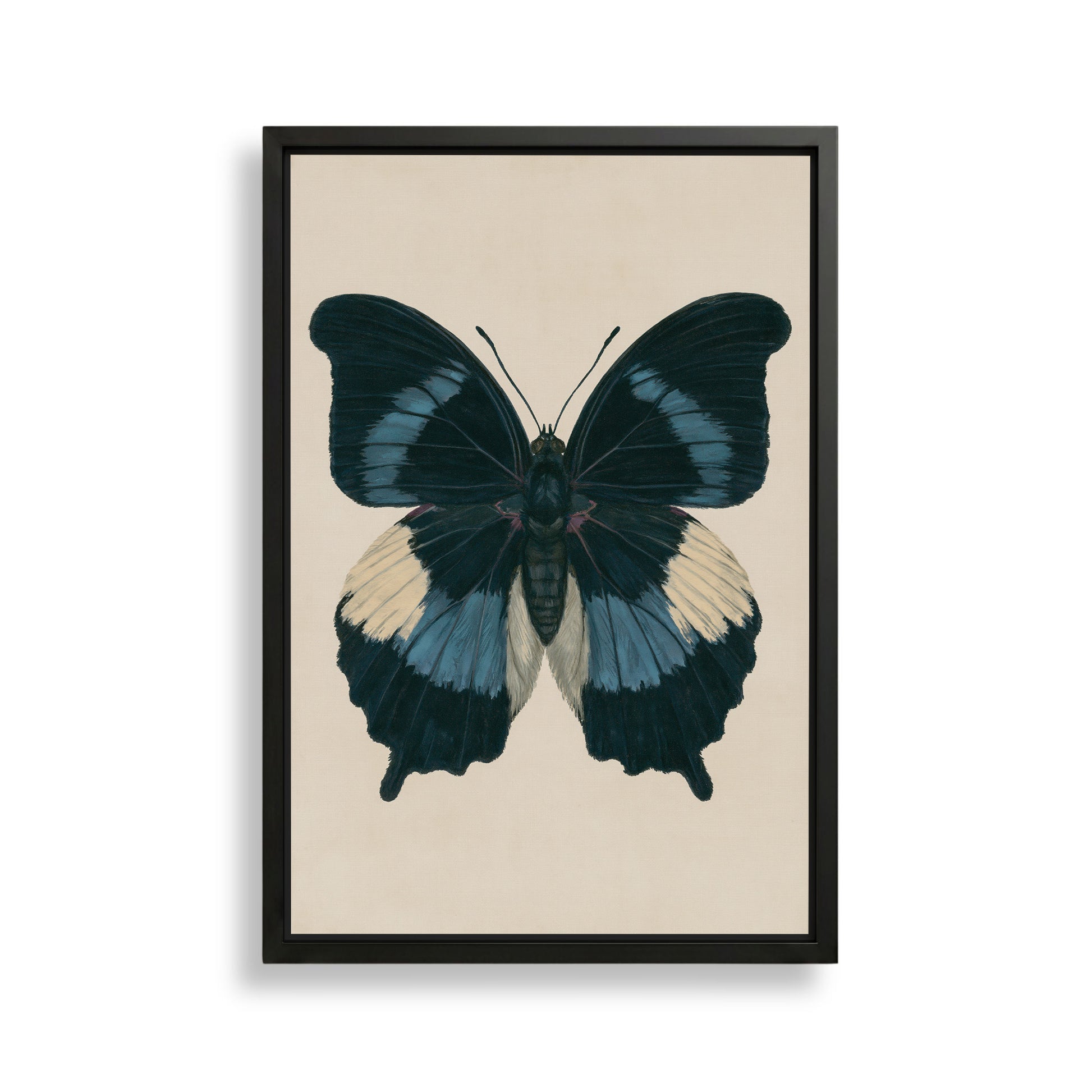 The image is a framed print of a detailed and colorful butterfly with blue and white wings.