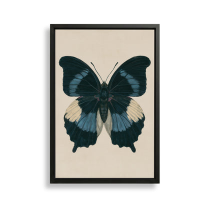 The image is a framed print of a detailed and colorful butterfly with blue and white wings.