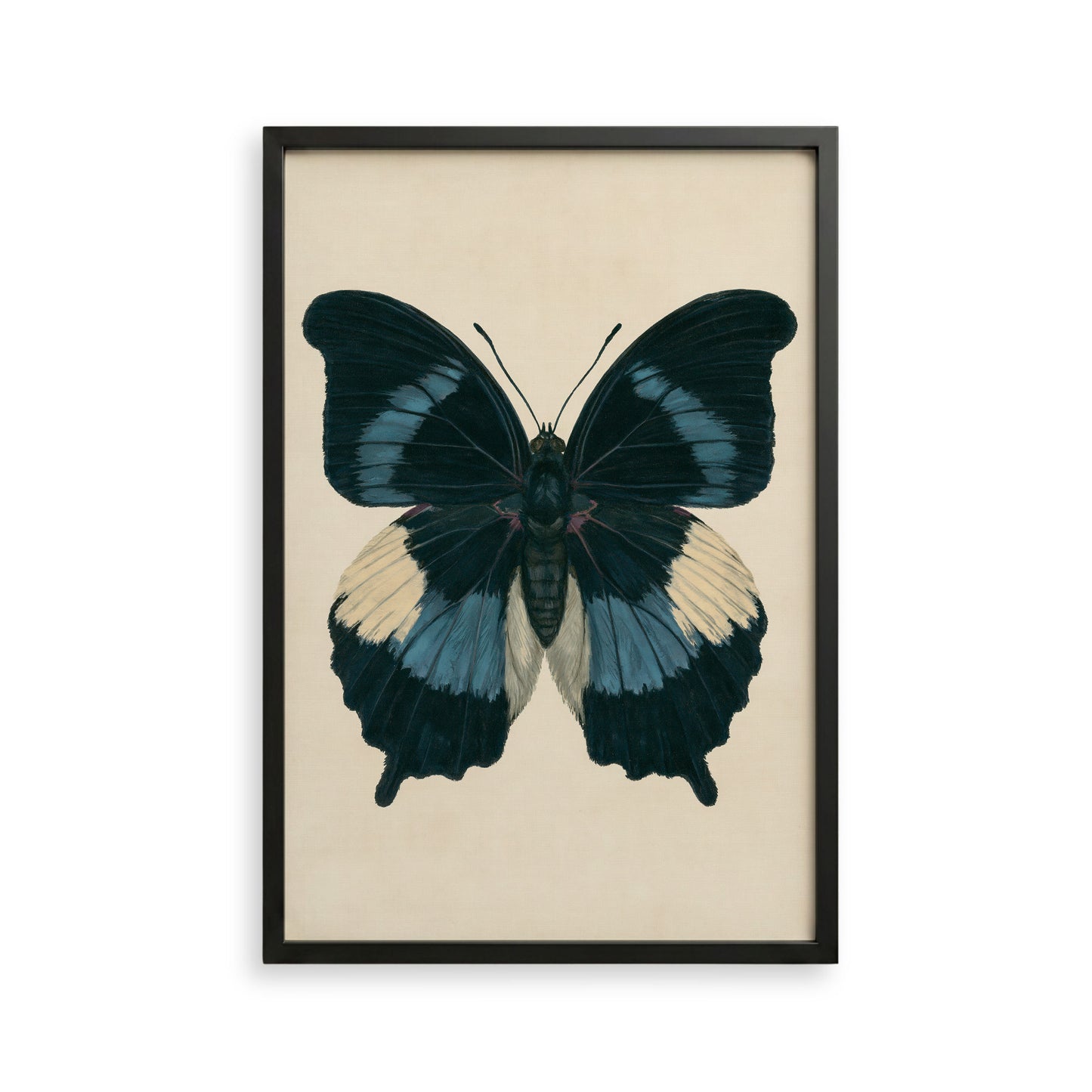 The image is a framed print of a detailed and colorful butterfly with blue and white wings.