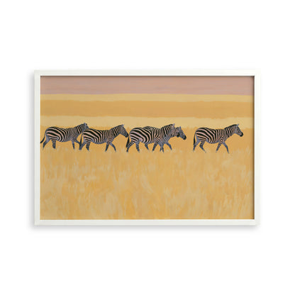 A group of zebras walking across a grassy plain with a warm, golden-yellow background.