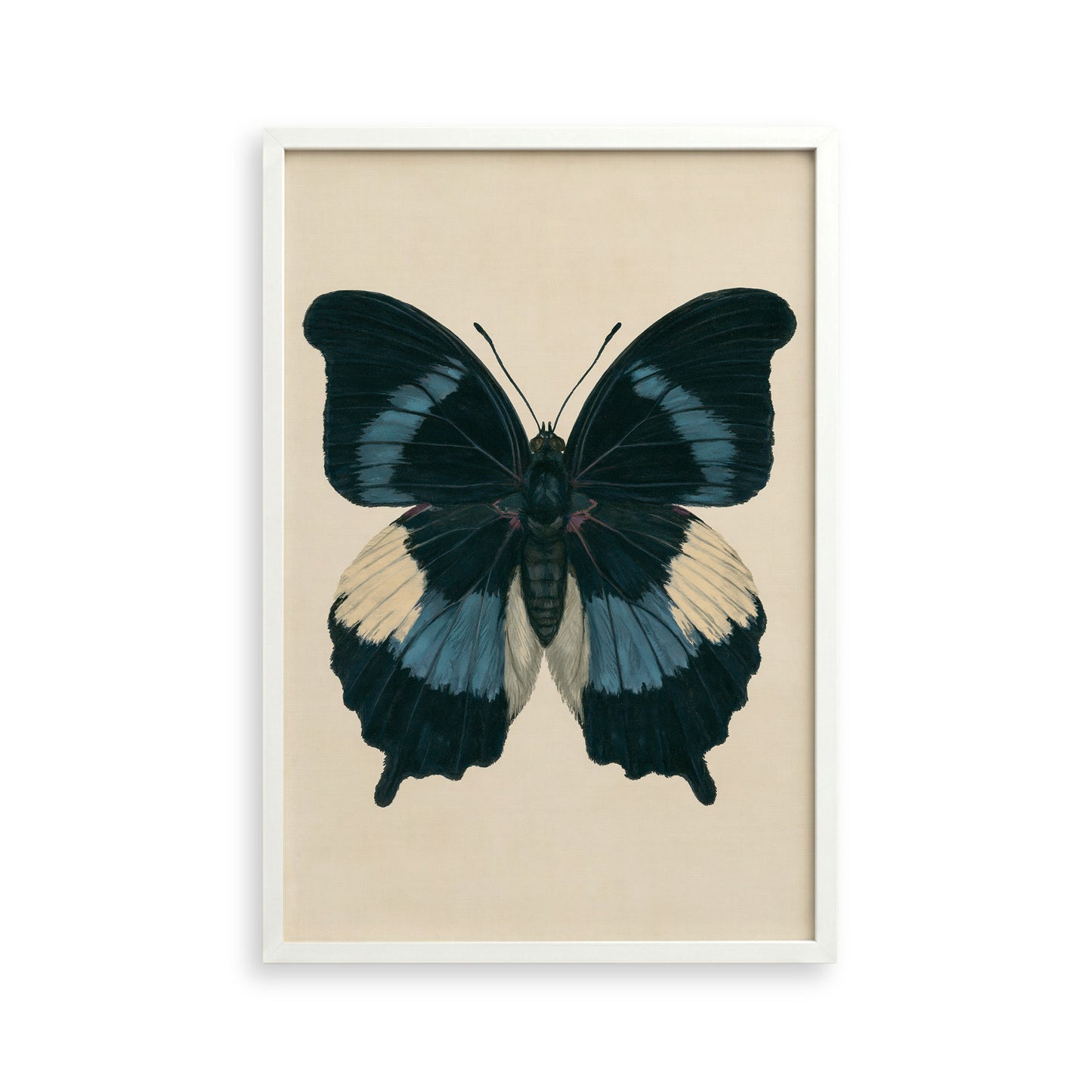 A framed print of a detailed and colorful butterfly with black, blue, and white wings.