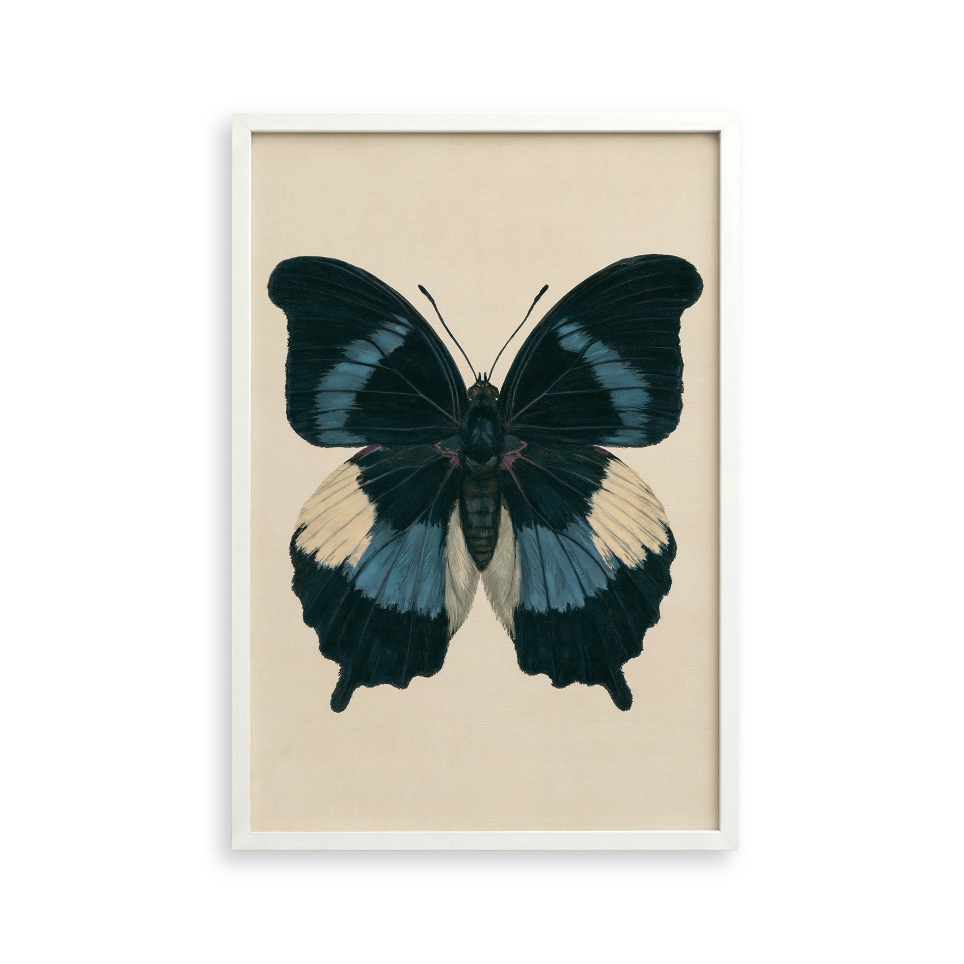 A framed print of a detailed and colorful butterfly with black, blue, and white wings.