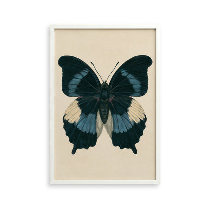 A framed print of a detailed and colorful butterfly with black, blue, and white wings.