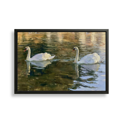 Two elegant white swans gracefully floating on a serene body of water, their reflections shimmering on the surface.